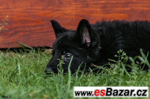 Německý ovčák s PP – fotografie 1