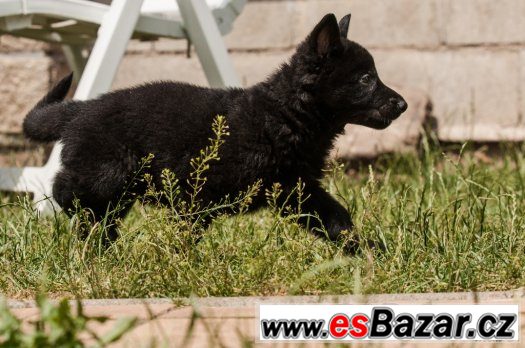 Německý ovčák s PP – fotografie 3