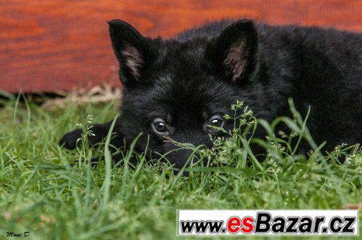 Německý ovčák s PP – fotografie 4