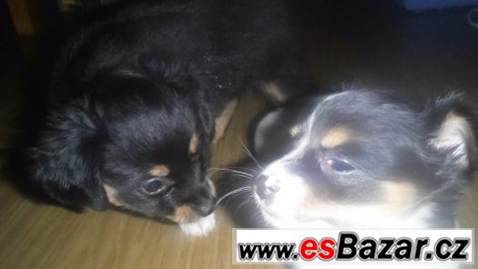 prodám čivavi – fotografie 4