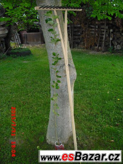 Japonský topol - sazenice nad 120 cm – fotografie 2