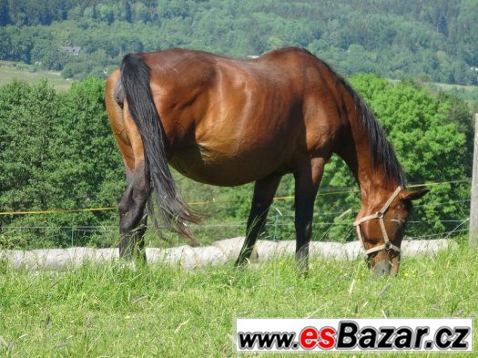poptávám kobyly k chovu – fotografie 4