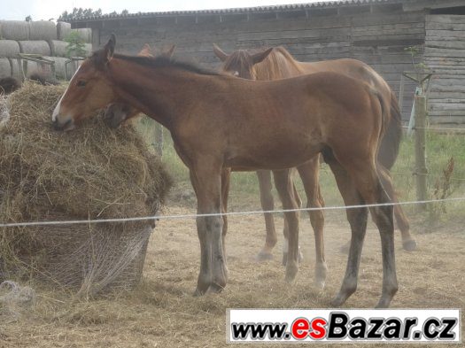 Paint Horse – fotografie 2