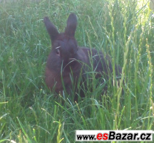 Zakrslý Králíček – fotografie 2