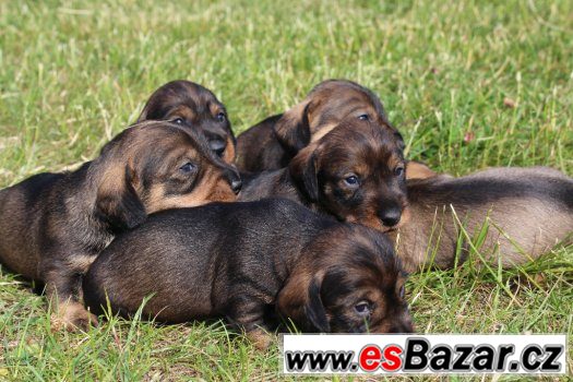 Jezevčík drsnosrstý standardní – fotografie 5