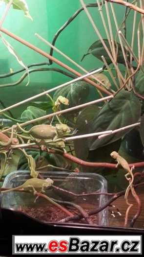 Chameleon jemenský poslednich 6 prcku – fotografie 2