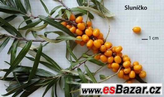 Rakytník řešetlákový SLUNÍČKO – fotografie 1