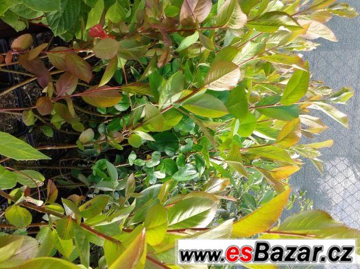2 Aronie + Lipie ZDARMA – fotografie 3