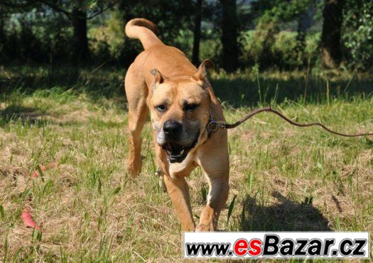 Darujeme nalezeného křížence tosa inu – fotografie 5