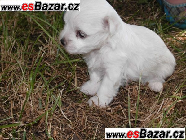 Prodám štěňátka mini maltézáčka bez  – fotografie 2