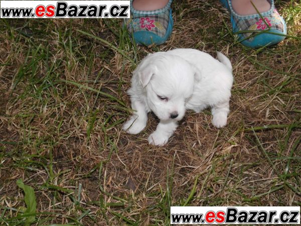 Prodám štěňátka mini maltézáčka bez  – fotografie 3