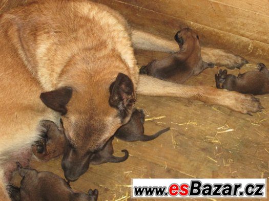 Belgický ovčák malinois – fotografie 2