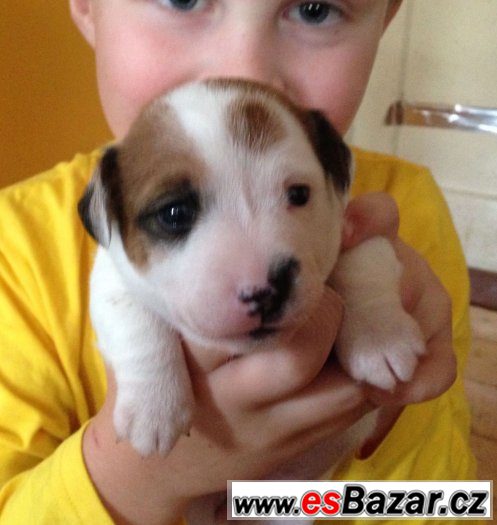 jack russel teriér – fotografie 1