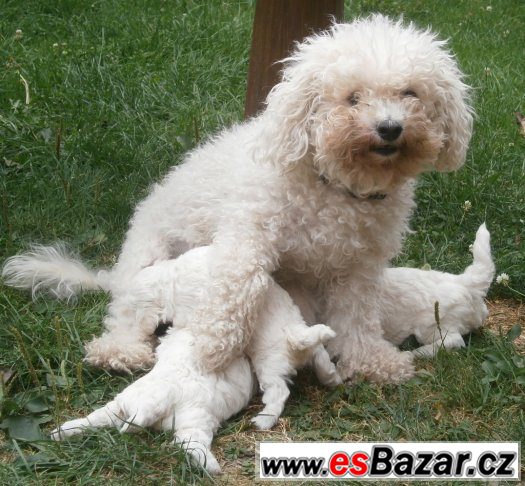 Bišonek – fotografie 2