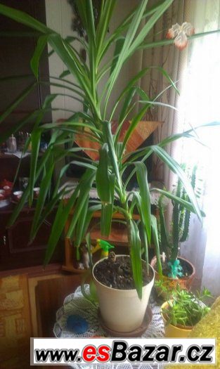 PALMA 160 cm – fotografie 1
