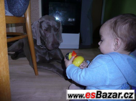 Výmarský ohař - krytí – fotografie 3