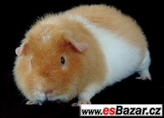Daruji – fotografie 2