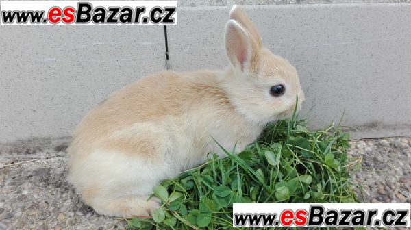 Zakrslý králíčci – fotografie 1