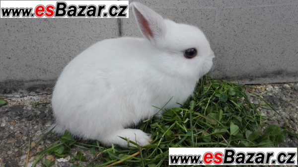 Zakrslý králíčci – fotografie 3