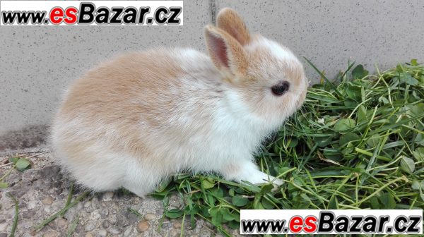 Zakrslý králíčci – fotografie 1