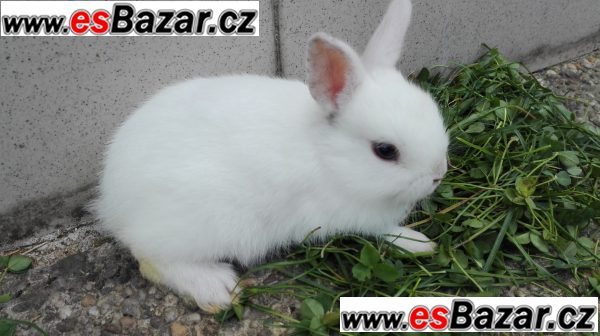 Zakrslý králíčci – fotografie 2