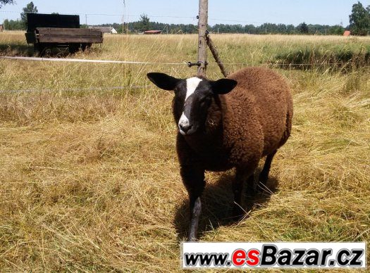 Ovce, jehňata 100% zwartbles – fotografie 5