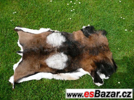 muflon   VELKÁ  SLEVA – fotografie 2