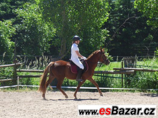 mladá sportovní pony klisna – fotografie 2