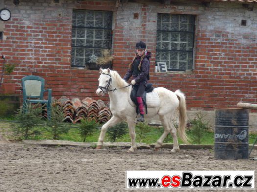 luxusní pony pro mladé jezdce -doprava 26.8.2015 směr Praha – fotografie 4
