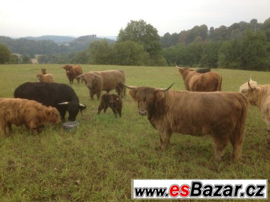 Highland cattle Skotský náhorní skot prodám telata – fotografie 1