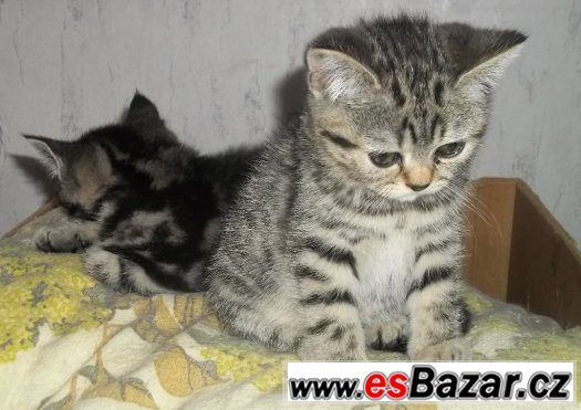 Britská koťata stříbrná tečkovaná s PP WHISKAS – fotografie 2