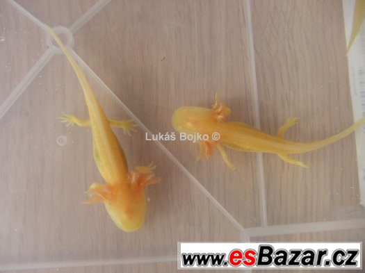 AXOLOTL MEXICKÝ PEON 130 kč / kus, POSLEDNÍCH 9 – fotografie 3