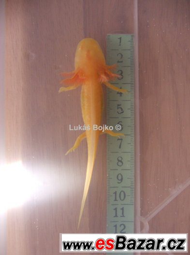 AXOLOTL MEXICKÝ PEON 130 kč / kus, POSLEDNÍCH 9 – fotografie 4