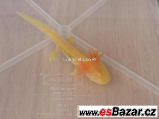 AXOLOTL MEXICKÝ PEON 130 kč / kus, POSLEDNÍCH 9 – fotografie 5