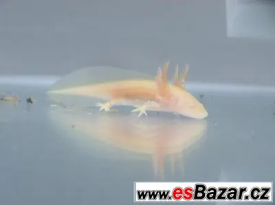 AXOLOTL MEXICKÝ PEON 130 kč / kus, POSLEDNÍCH 9
