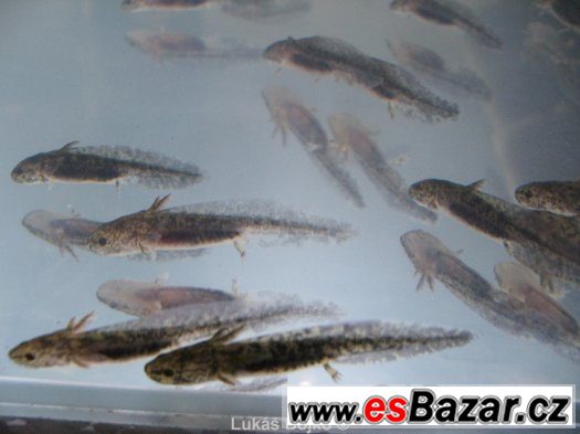 AXOLOTL MEXICKÝ ZBARVENÍ PEON. GREEN od 50 kč – fotografie 3