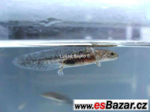 AXOLOTL MEXICKÝ ZBARVENÍ PEON. GREEN od 50 kč – fotografie 4