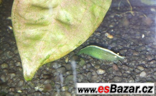 Caridina babaulti green – fotografie 1