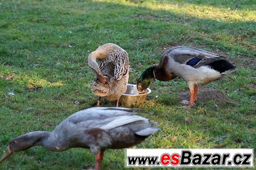 INDICKÝ BĚŽEC, KACHNY 4 MĚSÍCE, slimákožrout – fotografie 1