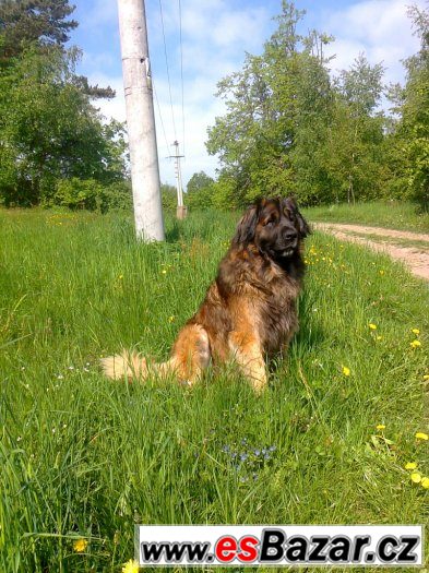 Leonberger s PP ke krytí – fotografie 4