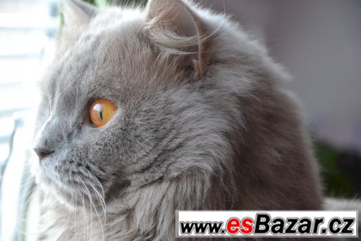 Nabízím britského kocoura ke krytí – fotografie 5