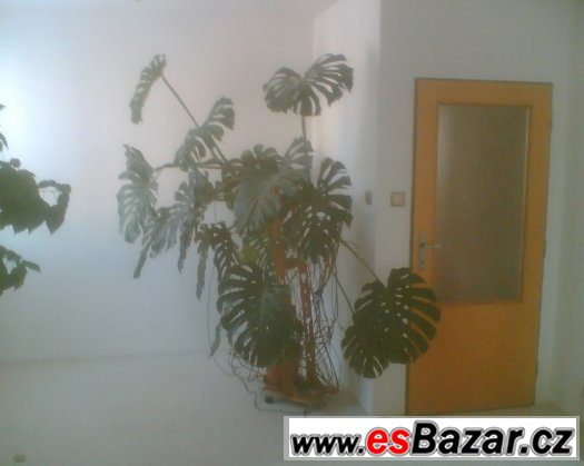 Monstera - velká pokojová rostlina – fotografie 1