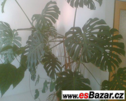 Monstera - velká pokojová rostlina – fotografie 2