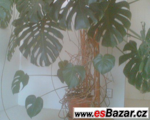Monstera - velká pokojová rostlina – fotografie 3
