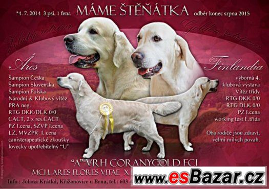 Prodám štěňata zlatých retrieverů – fotografie 1