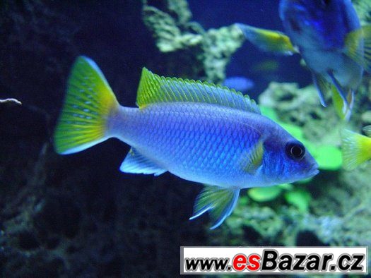 Pseudotropheus Acei – fotografie 2
