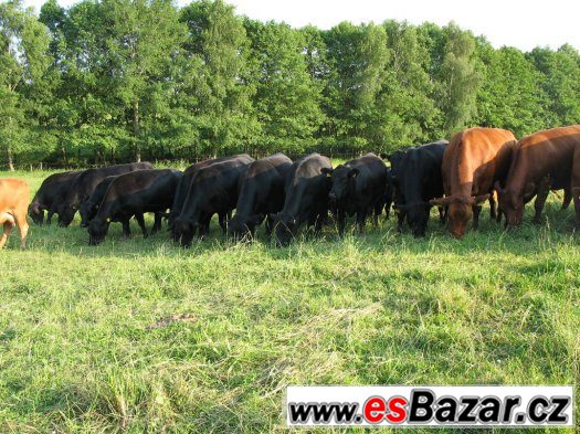 Býci na porážku – fotografie 1