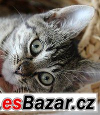 Zubejda – fotografie 1