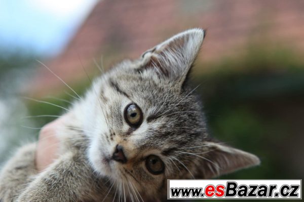 Žluťásek - kotě – fotografie 1