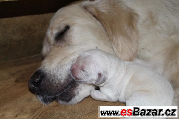 Zlatý retriever -  štěňátka s PP – fotografie 3